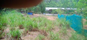 1 Acre Agricultural Land for Sale at Trivandrum Budget - 125000 Cent