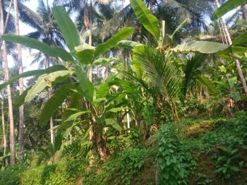 135 Cent Agricultural Land for Sale at Thiruvambady Budget - 75000 Cent