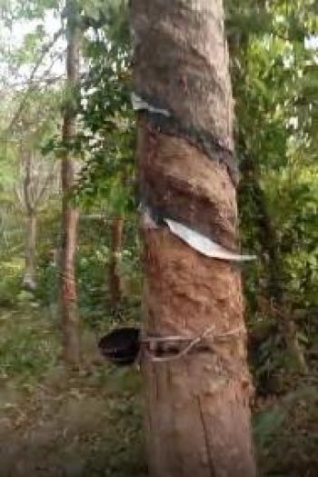 186 Cent Agricultural Land for Sale at  Budget - 55000 Cent