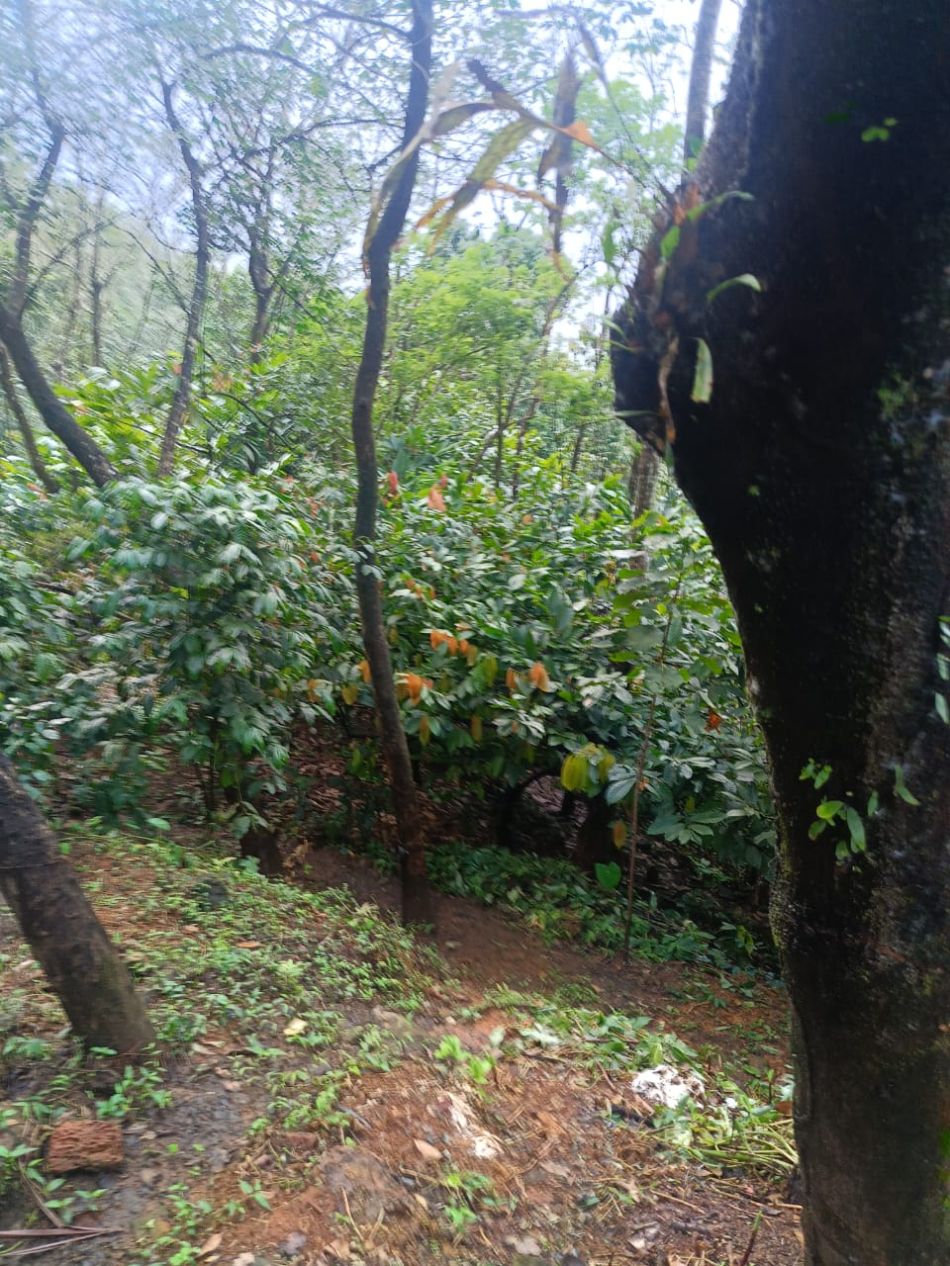 Agricultural Land For Sale