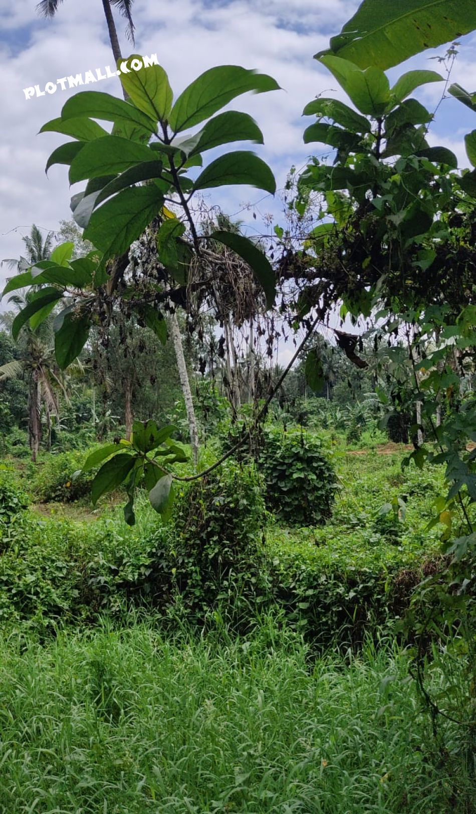 Residential Land For Sale