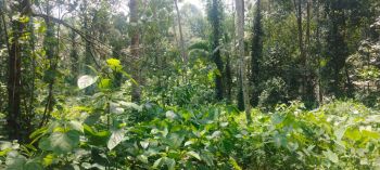 38 Cent Residential Land for Sale at  Budget - 125000 Cent